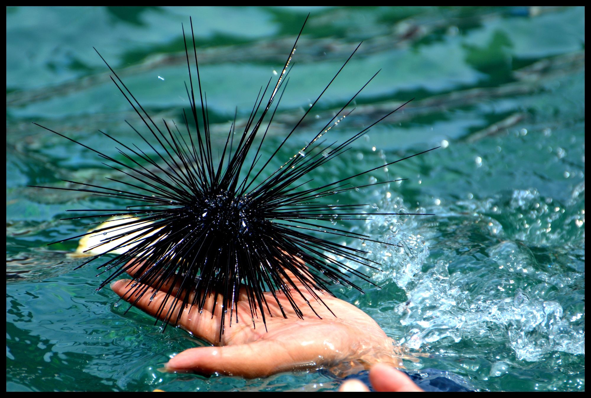 holding a sea urchin